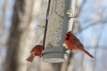 Male northern cardinal (Cardinalis cardinalis) 