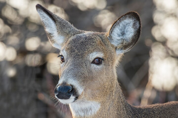 Naklejka na ściany i meble white-tailed deer (Odocoileus virginianus)