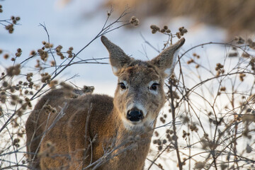 Beautiful white-tailed deer female closeup in Quebec, Canada