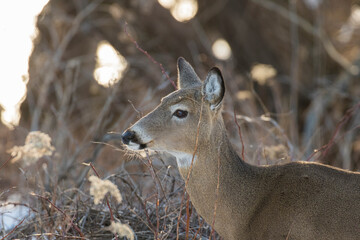 Beautiful white-tailed deer female closeup in Quebec, Canada