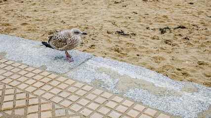 Seagull, Plage du Prieure, Dinard, Brittany, France
