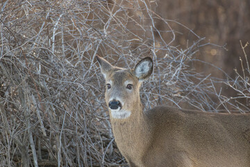 Beautiful white-tailed deer female closeup in Quebec, Canada