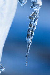 icicles sparkling white with water drops ice hanging down