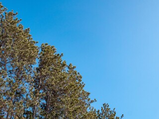 Obraz premium Sky Pines