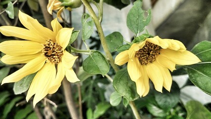 Beautiful little sunflower, with yellow flower crown. the concept of nature for a background or plant study