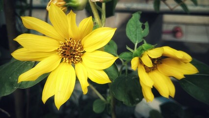 Beautiful little sunflower, with yellow flower crown. the concept of nature for a background or...