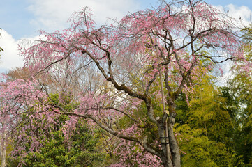 戸定が丘歴史公園の枝垂れ桜、千葉県松戸市