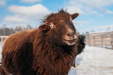 Funny brown pygmy Quessant sheep in winter. Farm animals.