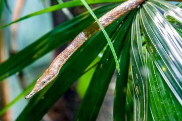 Madagascar leaf-nosed snake (Langaha madagascariensis) is a medium-sized highly cryptic arboreal species. It is endemic to Madagascar and found in deciduous dry forests and rain forests.