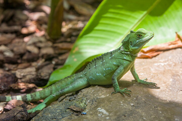 The closeup image of double crested basilisk. 
 It is one of the largest basilisk species.
Males have three crests: one on the head, one on the back, one on the tail, females only have the head crest