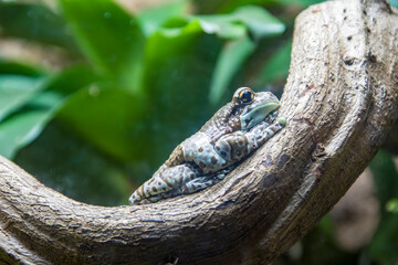 Amazon milk frog (Trachycephalus resinifictrix) is a large species of arboreal frog native to the Amazon Rainforest in South America. 
They often inhabit vegetation.