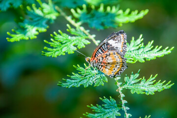 the female leopard lacewing (Cethosia cyane) is a species of heliconiine butterfly found from India to southern China and Indochina.