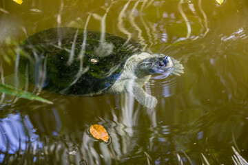 Fototapeta premium The Burmese roofed turtle (Batagur trivittata) is one of six species of turtle in the genus Batagur of the family Geoemydidae. It is endemic to Myanmar. It remains very rare in the wild.