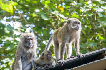 Obraz premium The wild crab-eating macaque in Singapore zoo A cercopithecine primate native to Southeast Asia It has a long history alongside humans, more recently, the subject of medical experiments.