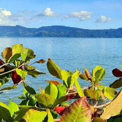 autumn leaves on the lake