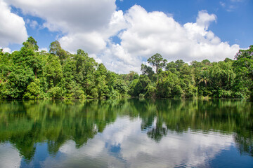 the lake view of The Lower Peirce Reservoir, which  is one of the oldest reservoirs.
There is a Lower Peirce Trail, a 900-metre boardwalk that takes visitors through a mature secondary forest. 