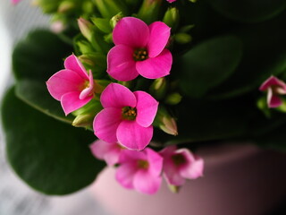 Kalanchoe blossfeldiana (hot pink)