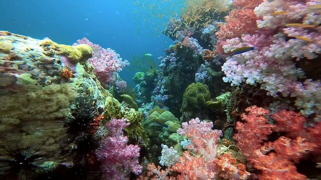 Colorful Tropical Coral Reefs of a beautiful underwater colorful fishes and coral from scuba diving at Talung Island, Thailand.	
