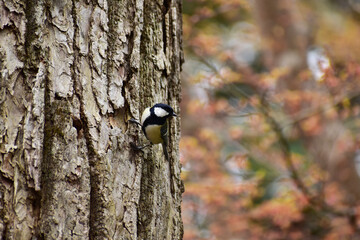 早春の森の四十雀