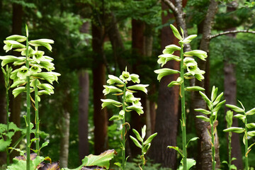 オオウバユリが咲く夏の森