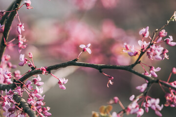 Fototapeta na wymiar Pink spring redbud flower blossoms on tree branch