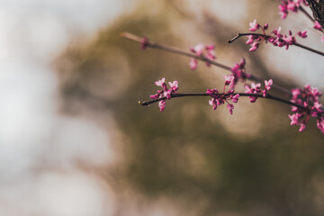 Pink spring redbud flower blossoms on tree branch