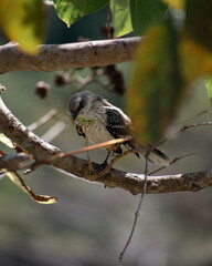 White bird on a branch