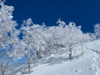 snow covered trees