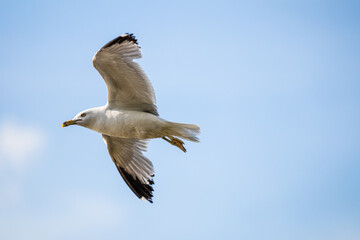 seagull in flight