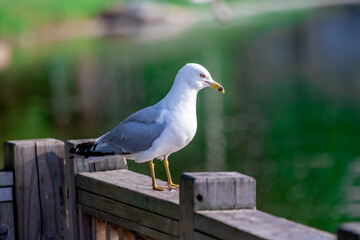 seagull on a post
