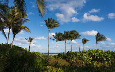 Fototapeta na wymiar Tropical background scene with palm trees