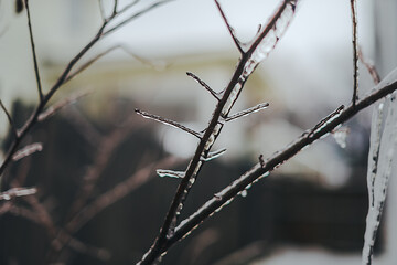 Ice and icicles covering plant branches twigs