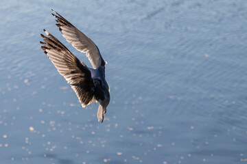 seagull in flight