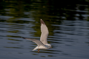 seagull in flight