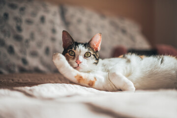 Cat relaxing on a bed in soft afternoon window light