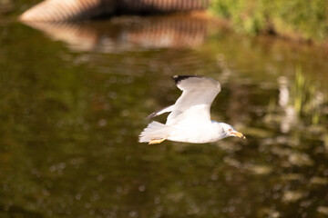 seagull in flight
