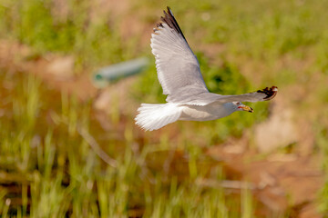 seagull in flight 