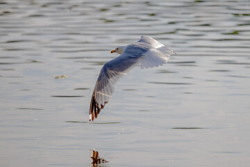 seagull in flight