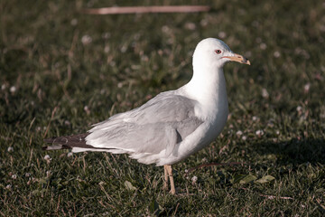 white headed gull