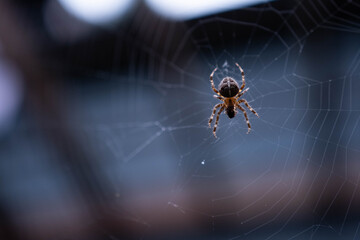 Close up of spider weaving its web with pergola and sky in the background