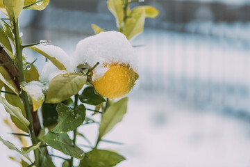 Lemons on a tree covered with snow