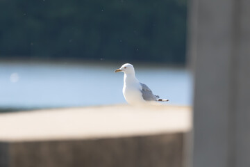 seagull on the beach