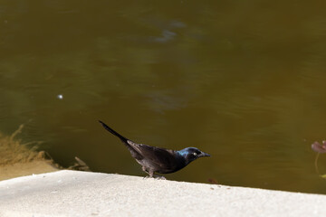 bird in the pond