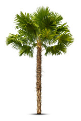 Palm tree isolated on white background, Clipping path included.