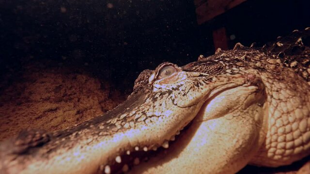 alligator underwater scary but epic closeup with dreamy sediment slomo