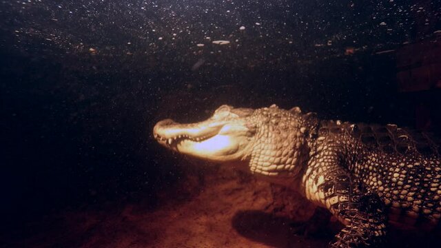 alligator underwater suspended waiting to ambush prey wide to close up view