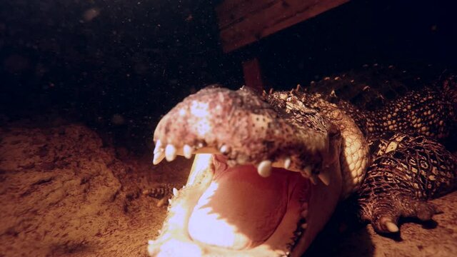 alligator underwater opens mouth at camera