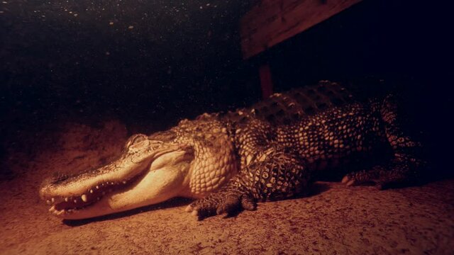 alligator under water laying still beneath dock waiting to ambush slomo