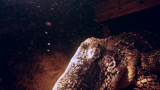 alligator leans head towards camera underwater