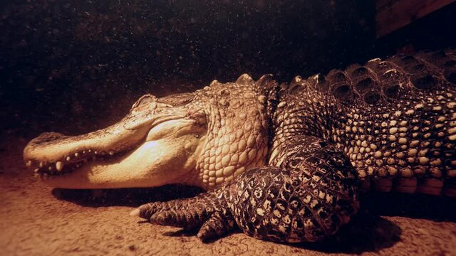 alligator underwater night low slider style showing body slow motion